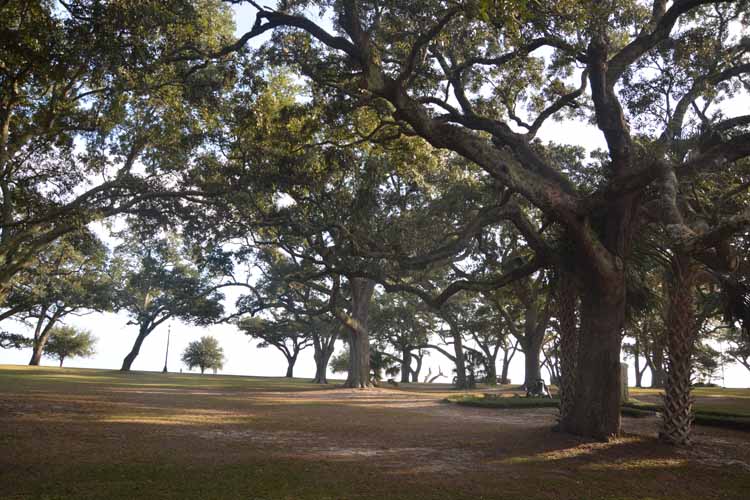 live oak trees